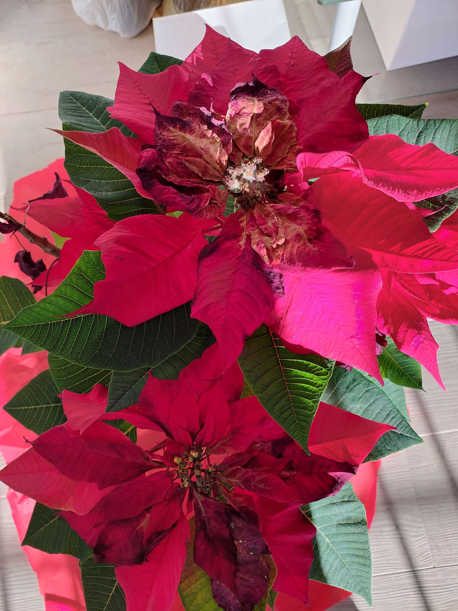 Immagine di Stella di Natale (Poinsettia) con Botrytis (Marciume grigio)